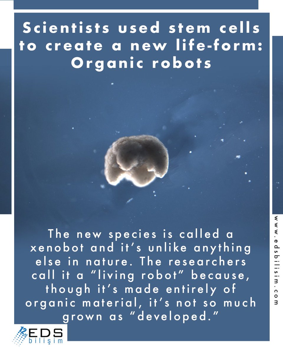 gezgintrk's tweet image. Scientists used stem cells to create a new life form: #OrganicRobots 
#xenebot #livingrobots