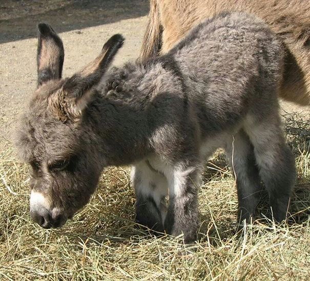 WorldofEquines's tweet photo. Sweet ❤️💗💜 #Donkey https://t.co/s0xbCoX1zn