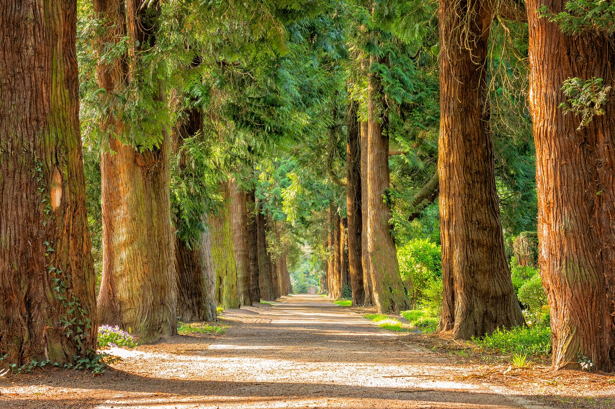 Iedereen weet dat als je in een hete zomer in het bos loopt, het er heerlijk koel is. Dat komt omdat bomen warmte – energie - uit de lucht halen en gebruiken voor het fotosynthese proces. Hierdoor wordt de luchttemperatuur lager.