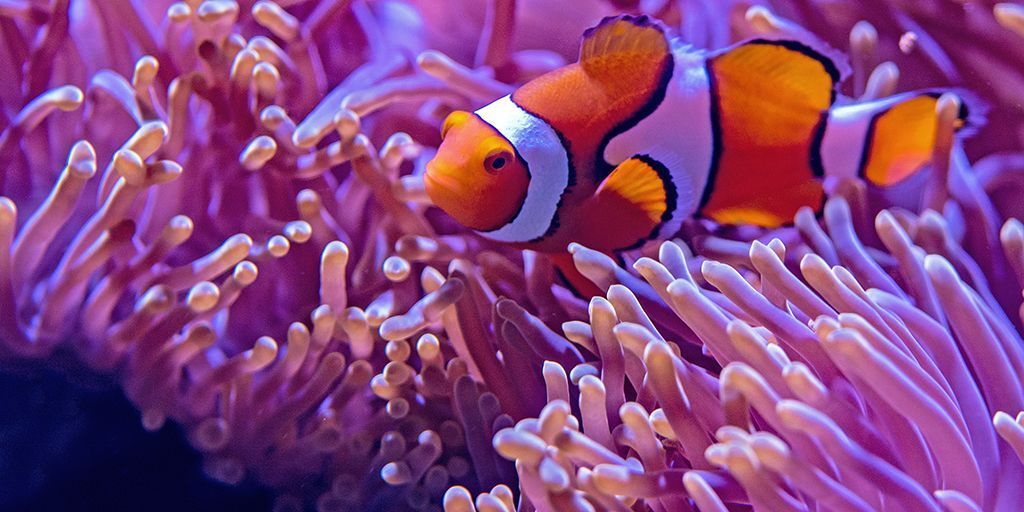 Is one of your #NewYearsResolutions to use less #plastic? One of motivation might be to protect the #ocean. Dive deep into this wondrous part of our world with the <a href="/oceanmooc/">oceanmooc</a>, "One Planet, One Ocean": buff.ly/2nCEN4X <a href="/thefutureocean/">The Future Ocean</a> <a href="/GEOMAR_en/">GEOMAR_en</a> 
#SDGResolution #reducereuse