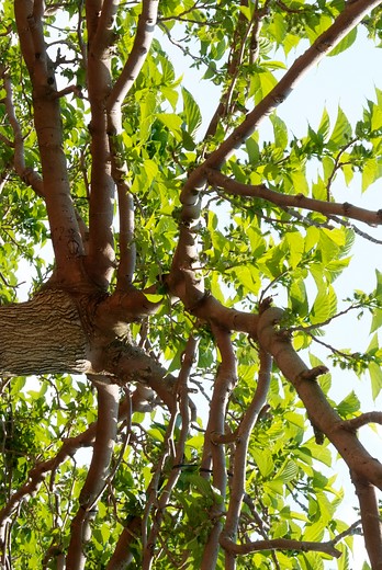 Voordelen van bomen in een stad: Tijd die men in de buurt van bomen besteedt verbetert mentale en fysieke gezondheid door het verbeteren van het energieniveau en het herstellingsvermogen. Bloeddruk en stresshormoon gaan omlaag.