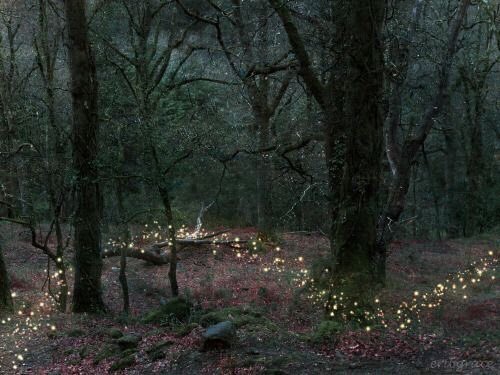 Faewitchling's tweet photo. #forest #forest_dwellers #faery https://t.co/6P0YcAnYuK