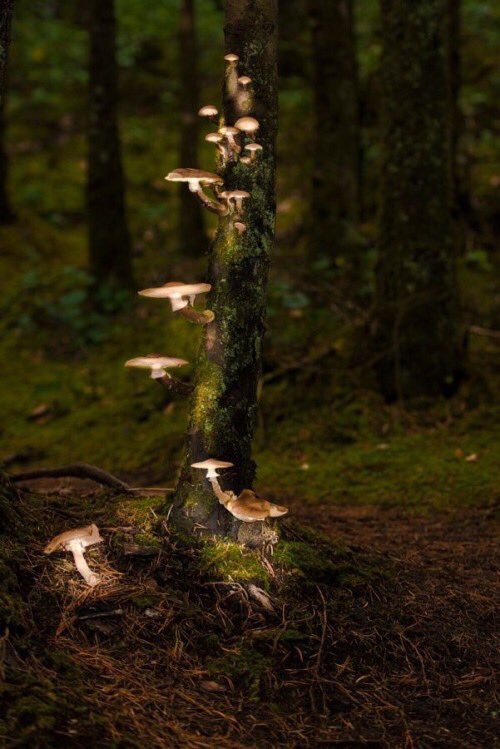 Faewitchling's tweet photo. #forest #forest_dwellers #faery https://t.co/6P0YcAnYuK