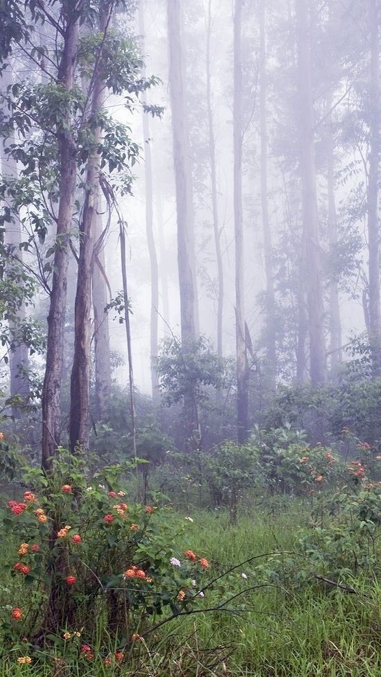Faewitchling's tweet photo. #forest #forest_dwellers #faery https://t.co/6P0YcAnYuK