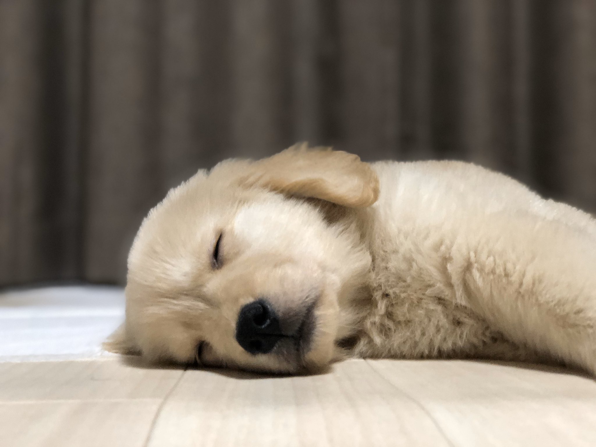 توییتر なきお嬢 飼い主gaki در توییتر すやぁ ゴールデンレトリバー 仔犬 Puppy T Co Mcrtitvvth
