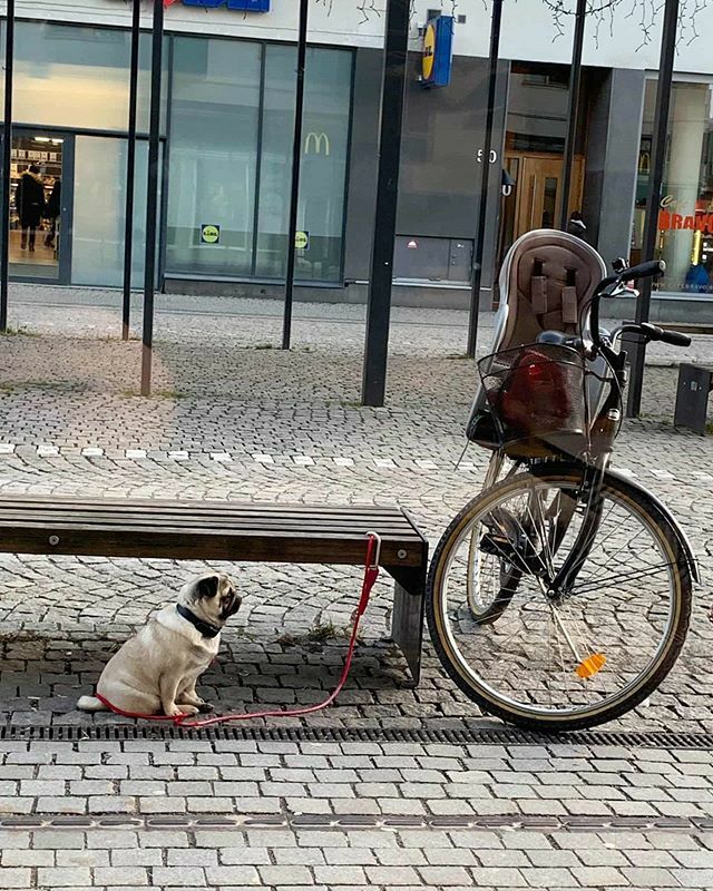 Dogs_Waiting's tweet photo. Pug in Swedish is püg.

That's not true, but this is: It’s illegal to leave your dog for more than 6 hours in Sweden. It has to be walked or they are put in doggy daycare. 
Thanks @munzeeeee for the pic &amp; the fun fact! #dogswaitingpatiently #DWP https://t.co/HPDlloEPZ0