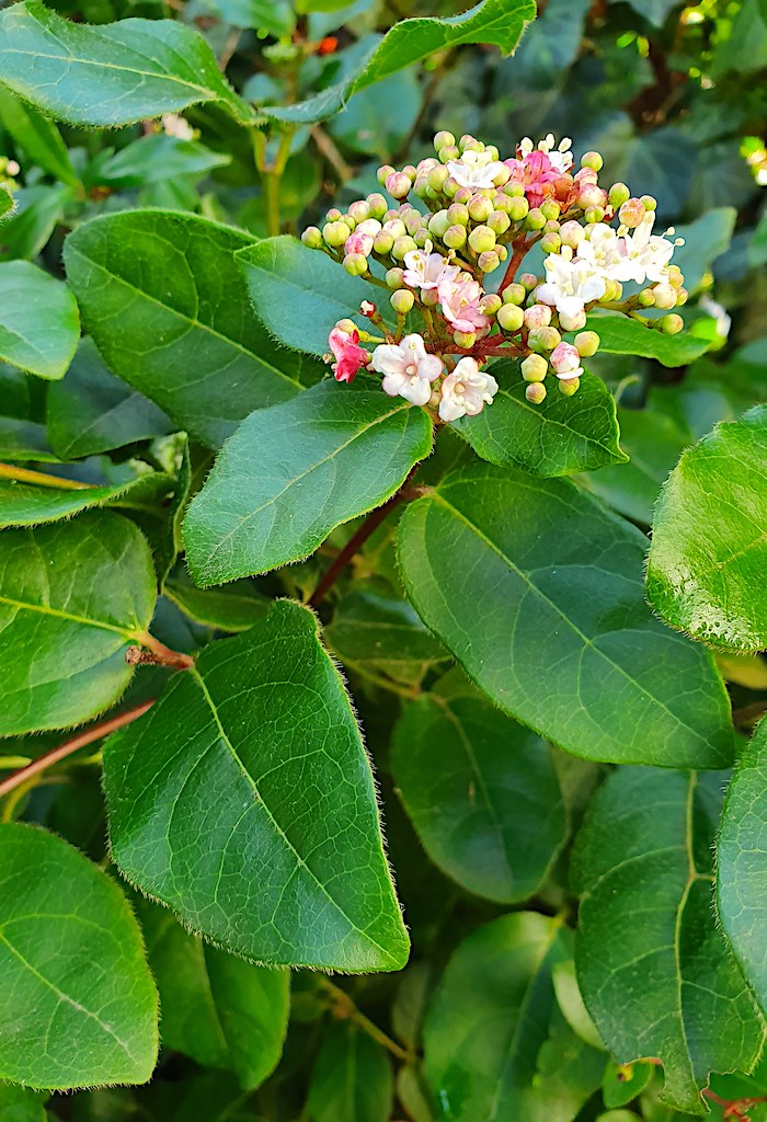 KleineTuinen's tweet photo. In onze kleine tuin #vandaag
Hier genieten we al sinds het najaar van de prachtige bloei van #Viburnum tinus!
#vandaagindeTuin https://t.co/U65V6sj0ap