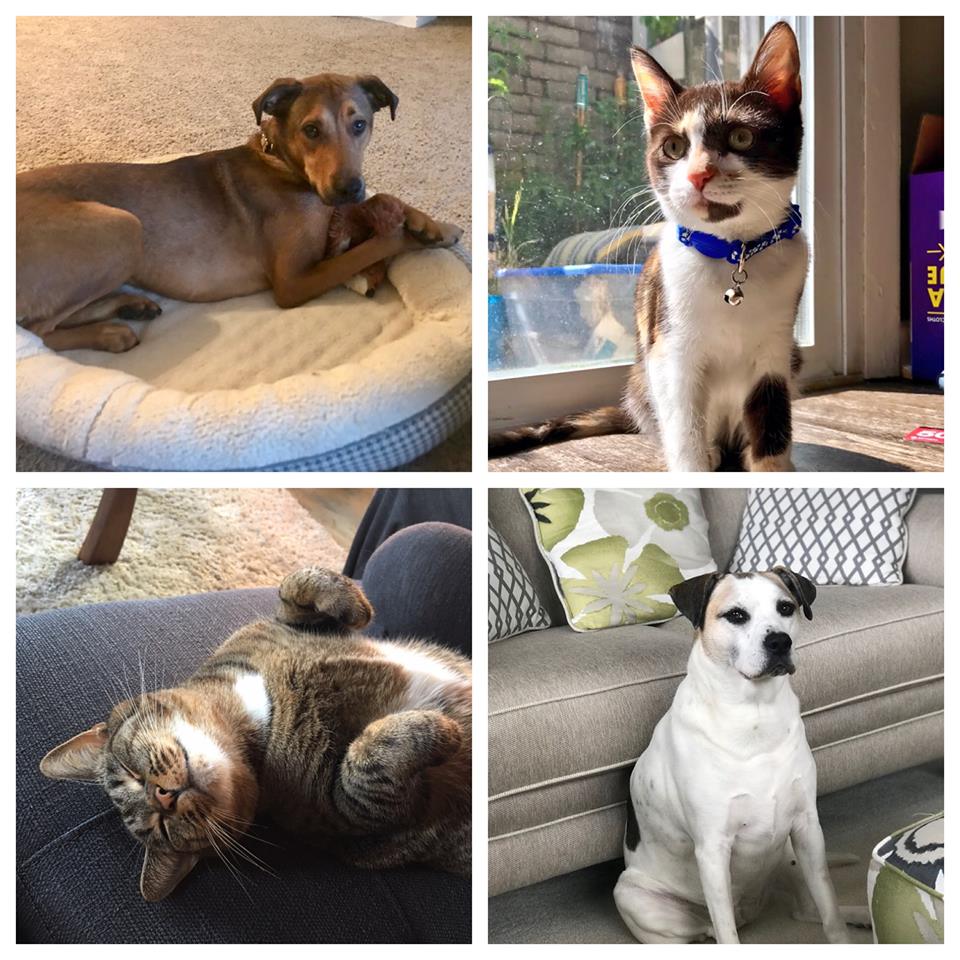 ColumbusHealth's tweet photo. Join us tomorrow for our first rabies vaccination clinic of 2020 from 1-4 p.m. at the Franklin Park Indoor Adventure Center (1755 East Broad Street, Columbus, Ohio 43203). Get your pets vaccinated and protected! https://t.co/AKgNxT5858 https://t.co/TcMw39SQs8