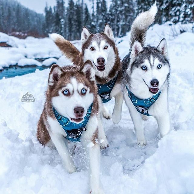 CapitalHusky's tweet photo. I love this picture so much 😍😍
.
Follow @husky.capital 
Credit: Husky Squad .
.
.
.
.
#huskydaily #husky  #huskyoftheday #huskyofinstagram #huskylife🐾 #huskylifestyle #huskypuppy #husky❤️ #huskydog #huskydailycentral #huskycute #huskypup #huskylover … https://t.co/iefmRqmJGu https://t.co/FOaDFYY3Yk