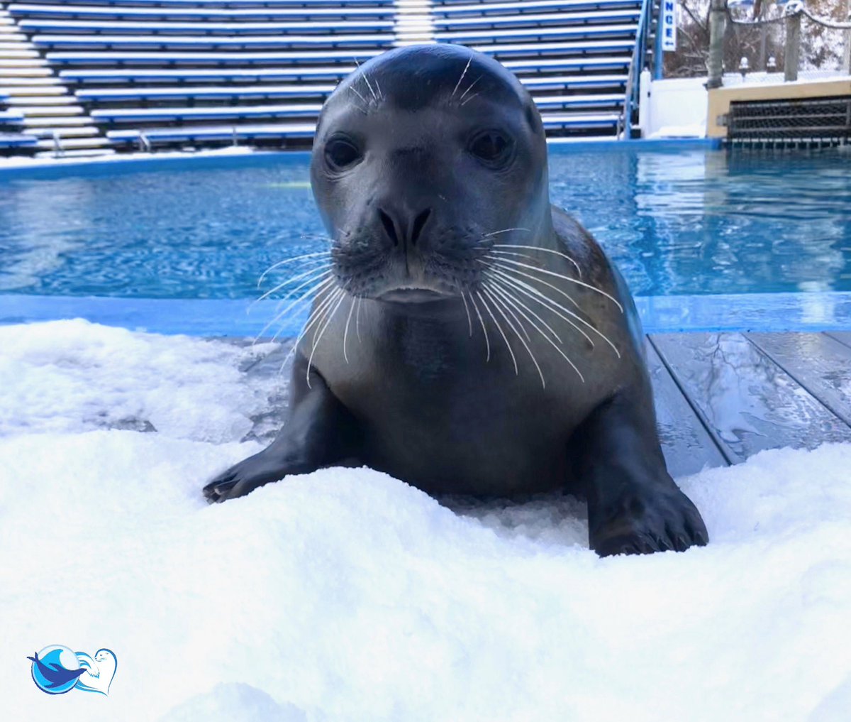 TheOceansTeam's tweet photo. You go, Snow Cocoa! Our female harbor seal is enjoying playing in all the fresh powder at @Hersheypark. Thanks to her 4-6 inch thick blubber layer she can stay warm while she plays! https://t.co/qapwVoTAv0