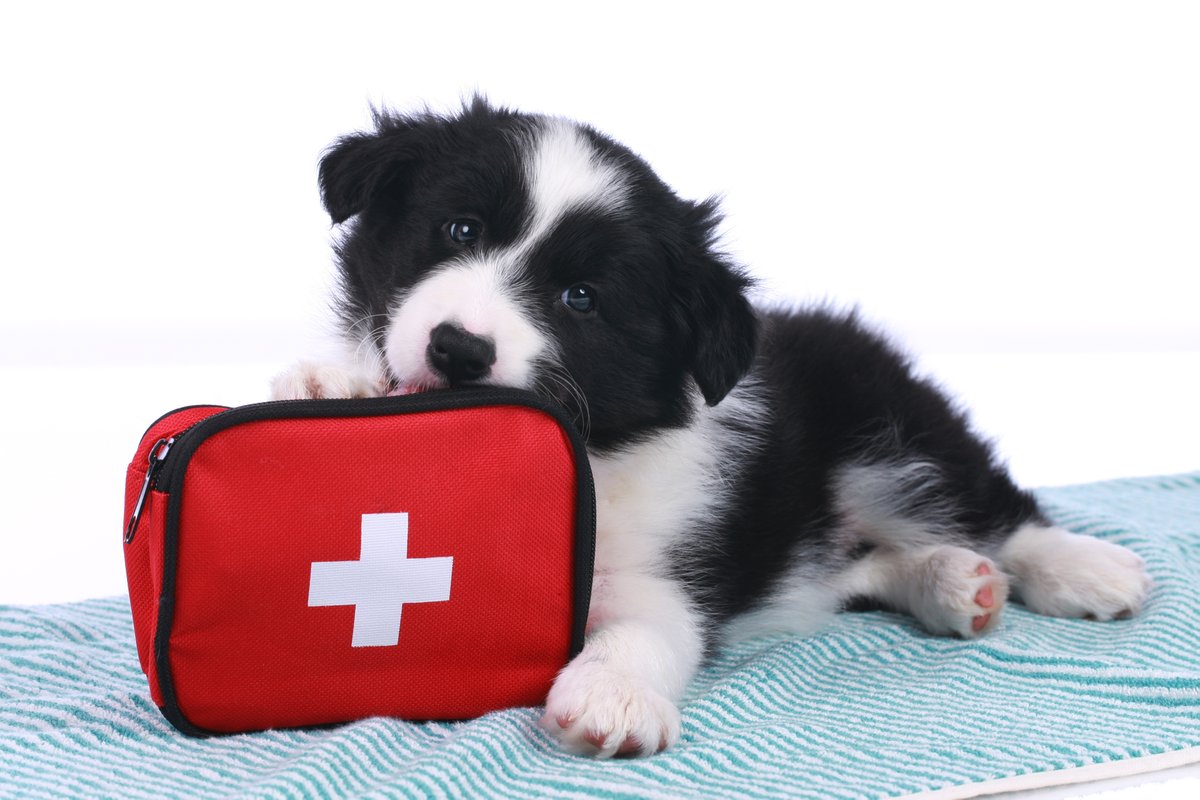 WinnipegHumane's tweet photo. With this extreme weather, it's more important than ever to know how to administer pet first aid. Our next workshop is Saturday, March 7th - sign up today: https://t.co/diW3ZxlWWQ https://t.co/1DxnxtwXUk