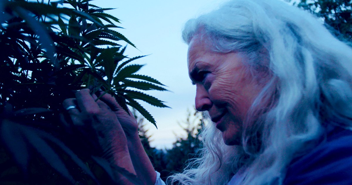 @sxsw’s 2020 films are out, w our feature  #FREELAND’s World Premiere! Shot in the misty #EmeraldTriangle, an original diva of cannabis fights the system as legalization looms. Kudos to all, @ifpfilm @SFFILM @mariofurloni @katedotmclean @francomos @LauraHeberton @lily_gladstone