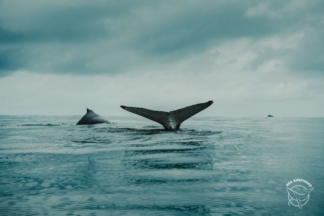 Hay algo profundamente fascinante en ver una ballena cerca. No solo son sorprendentes para nosotros, también lo son para el clima ya que son una parte clave de un gran proceso que elimina alrededor de diez mil millones de toneladas de CO2 de la atmósfera cada año.

#SeaShepherd