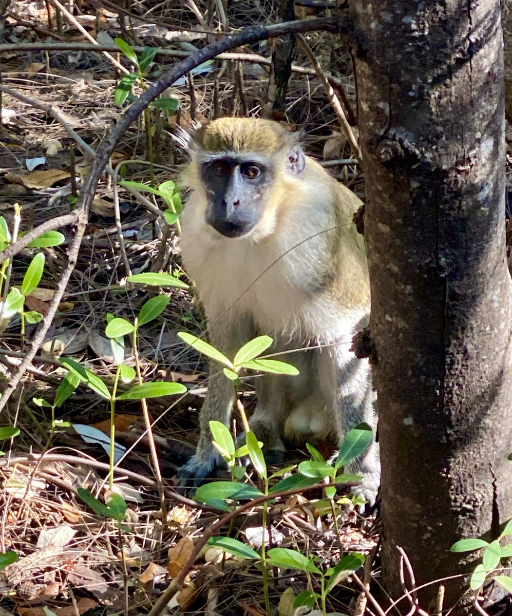 DBVervet's tweet photo. Curious Sebby keeping his monkey eye on me. #DBmonkeys #NotInvasive #welfare #conservation https://t.co/TiIunE1Cmi