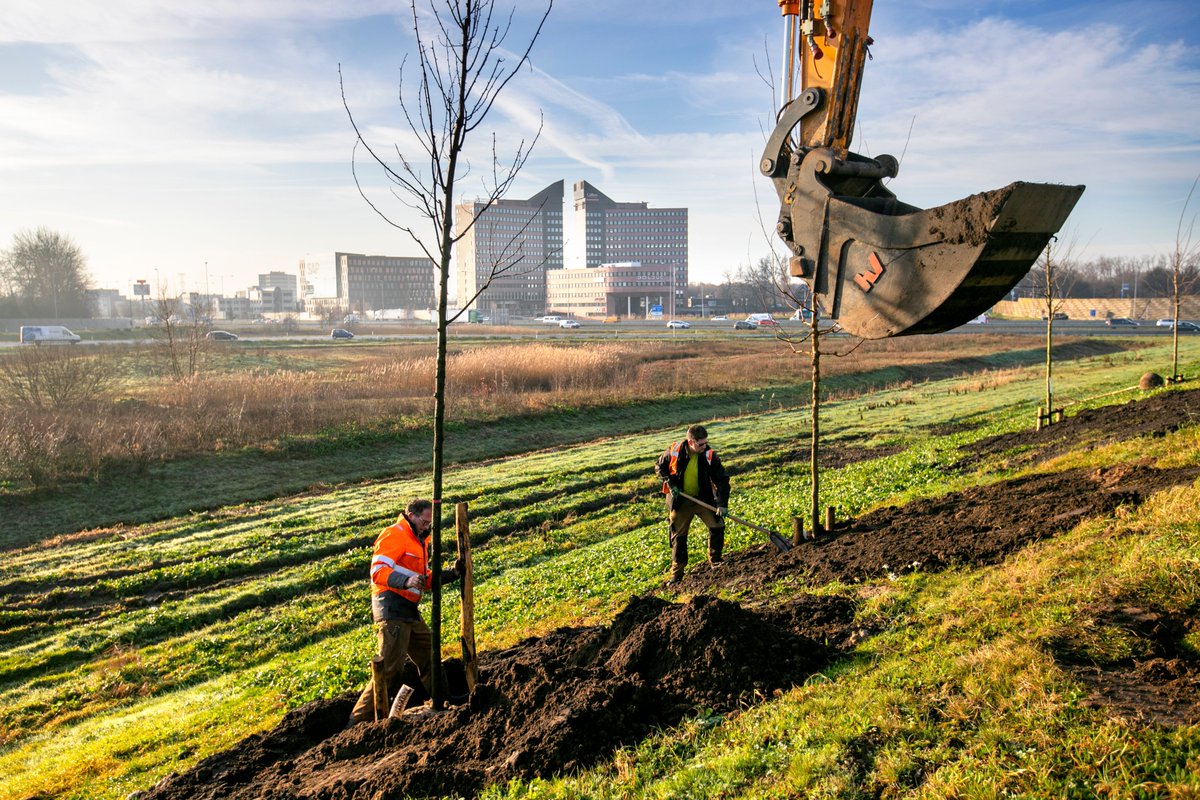 shertogenbosch's tweet photo. Komende weken planten we ongeveer 200 nieuwe bomen langs verschillende wegen. Dat doen we voor een vergroening van onze leefomgeving en als maatregel tegen de gevolgen van klimaatverandering: https://t.co/5k0ezAj6Lf https://t.co/p9m8gJt4km