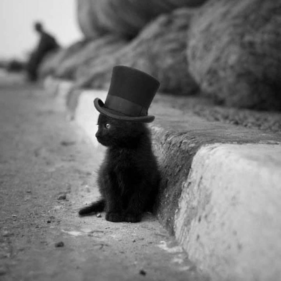 Котенок в шляпе