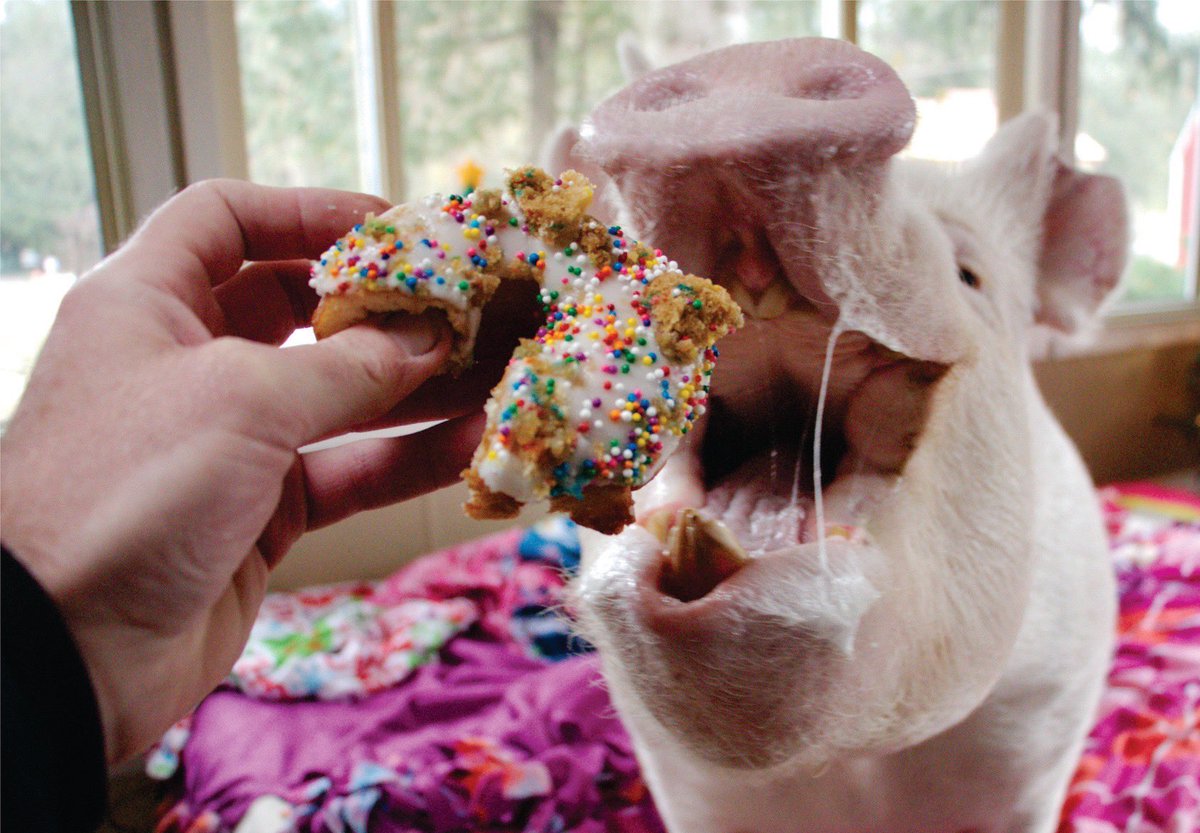 Donuts are just bagels that believed in miracles. #ThrowbackThursday #thursdaymorning #breakfastofchampions