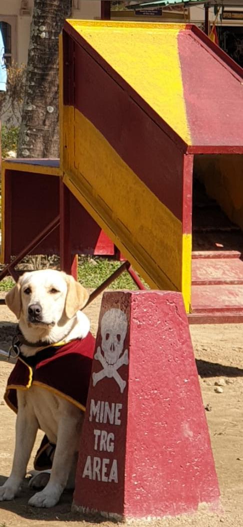 #Dog #DevotiontoDuty

In recognition of professionalism, selfless service and dedication, #ArmyCdrEC ,on the occasion of #ArmyDay2020 , awarded #GOC in C, Commendation Card to 3 Army #Dogs namely Mussi, Damboo and Lallam of Army Dog Unit @adgpi .