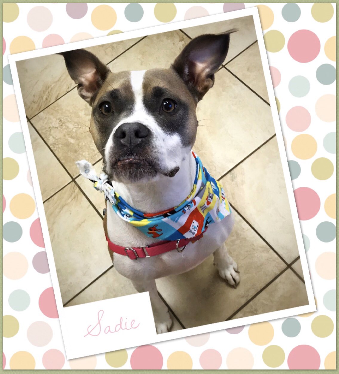 Hilton Veterinary Clinic of Ferndale (@hiltonpetvet) / Twitter