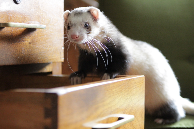 CalFerrets's tweet photo. "There's work in this drawer human and my toy. Don't touch my toy."⁠
___⁠
UCFA advocates for the decriminalization of domestic ferrets in California. ⁠
—— ⁠
#CaliforniaFerrets #ferretfreedom #ferrets 
⁠ https://t.co/WIHHiA09BR