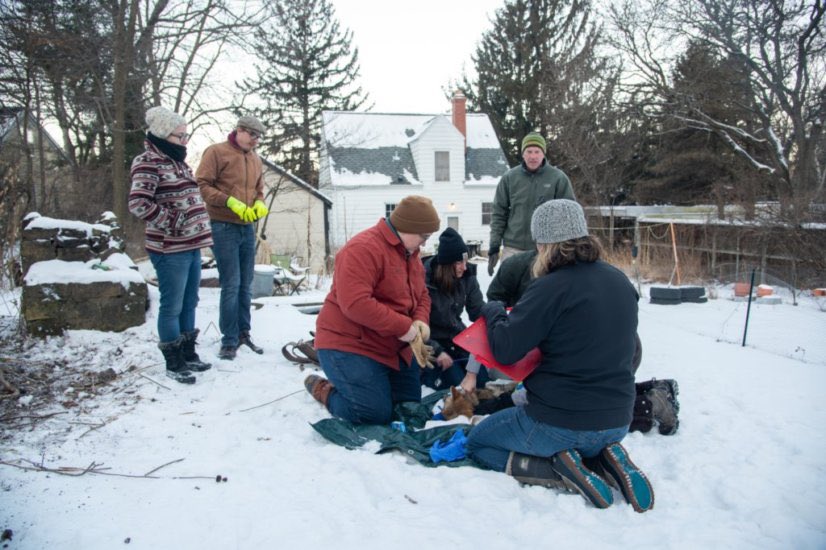 UW UrbanCanidProject tweet media