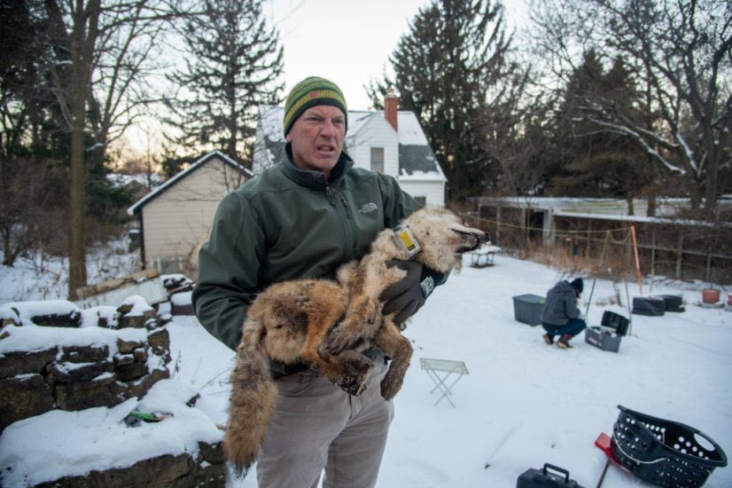 UW UrbanCanidProject tweet media