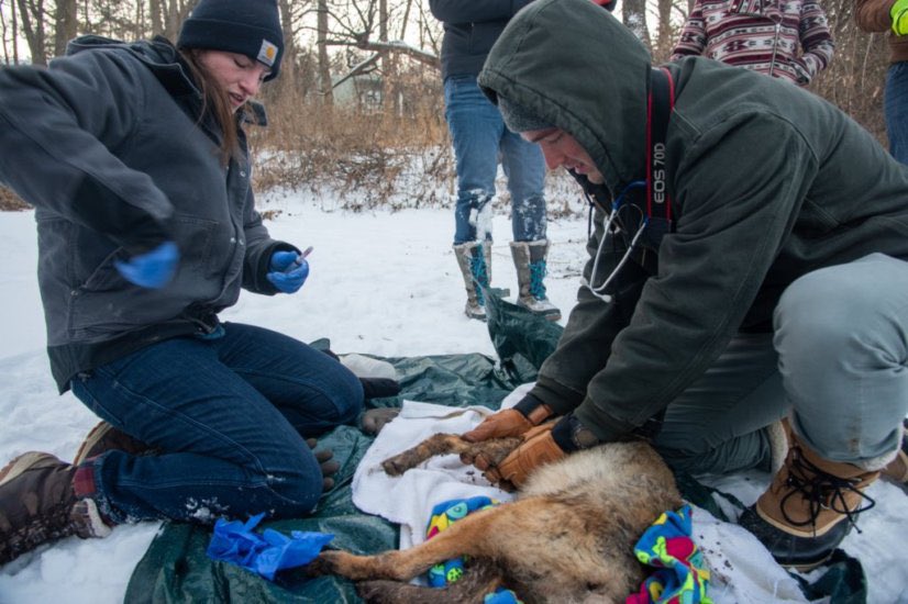 UW UrbanCanidProject tweet media