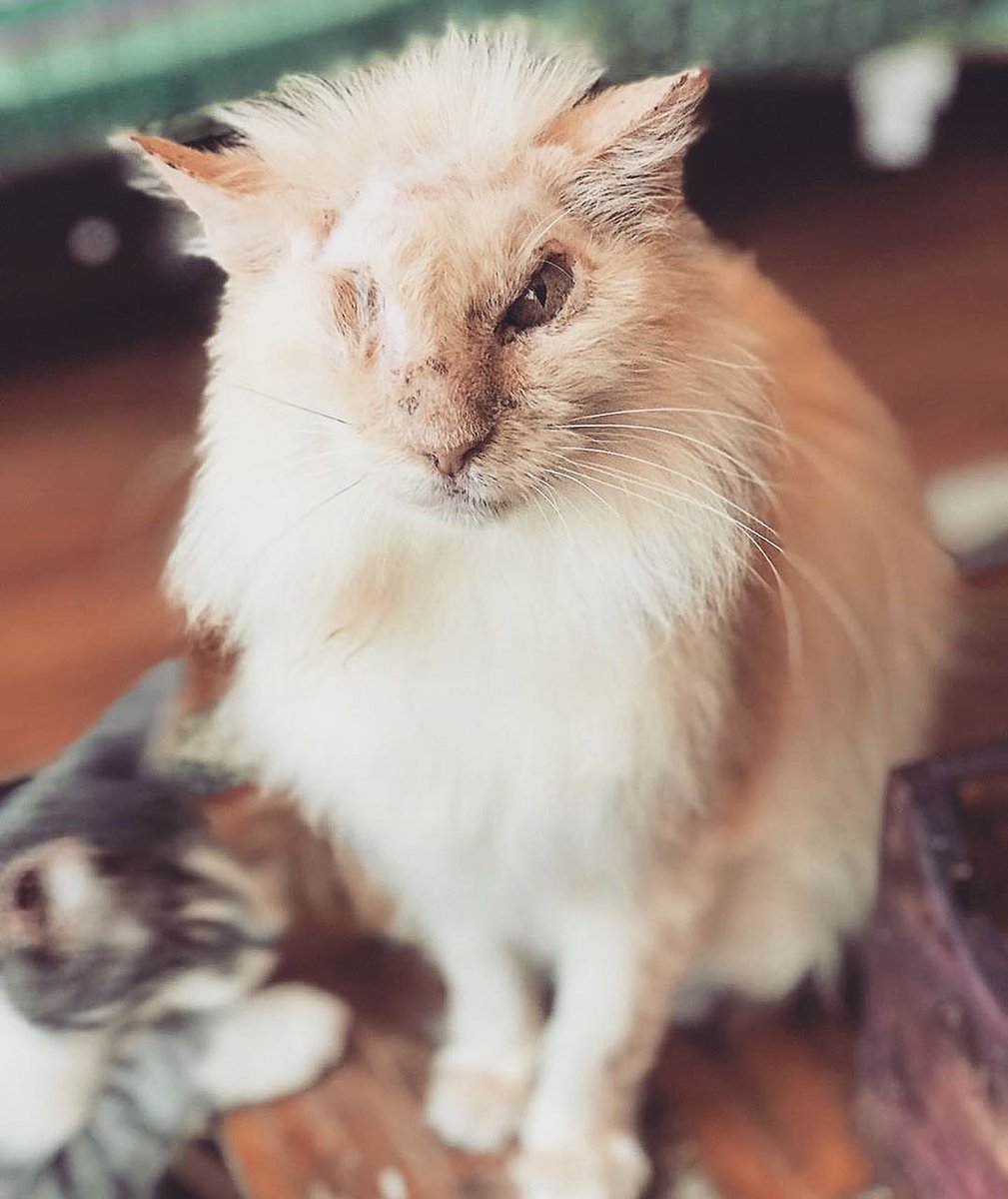 YouCare_World's tweet photo. This is Tommy, a brave cat burned with acid by his first owners 😢🤬

Tommy was rescued by Milos Sanctuary, who brought him back to health ❤️

Grateful for the volunteers fighting every day to protect animals. We must work towards legislation that justly condemns animal cruelty! https://t.co/fZx2VvrMAq