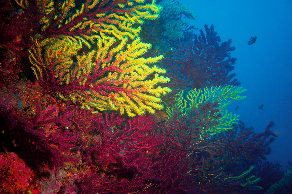 WorldResources's tweet photo. WRI's Lauretta Burke has two reasons for optimism regarding #ReefsAtRisk:
1) Increased collaboration between organizations
2) Research and #oceanaction on assisted adaptations for #coralreefs
@oceanpanel #HLPBluePaper #ClimateChange https://t.co/5Evvo2YUvm