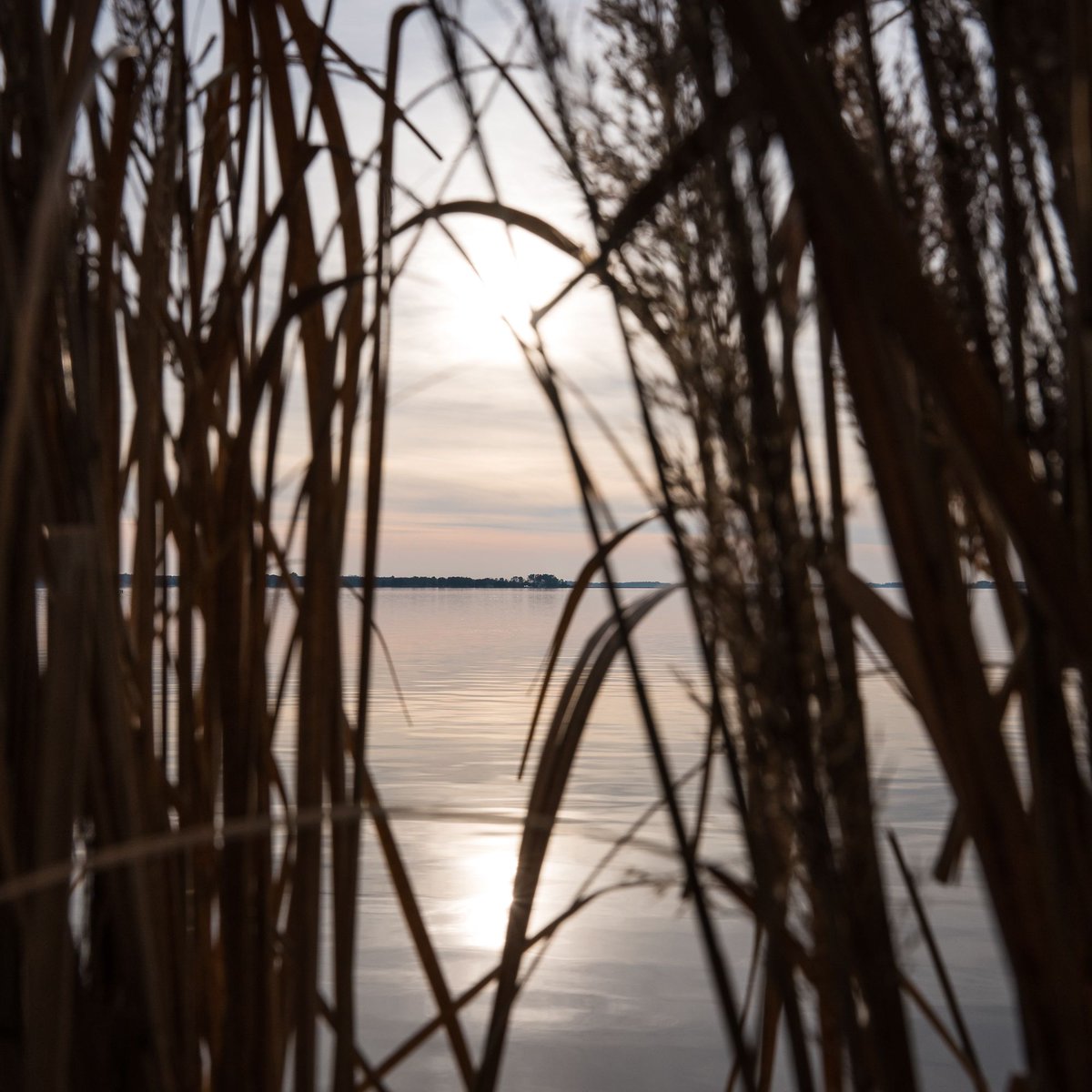 NatalieFayGreen's tweet photo. From the Blind
#beyondportraits #landcape #landscapephotography #wanderlust #choptank #chesapeakebay #savethebay #duckblind #clickpro #nikonz6 #nikonusa #natgeoyourshot #duckhunting #acreativedc #fotodc #fineartphoto #fineartphotography #art #sunset https://t.co/LJahYme5y8