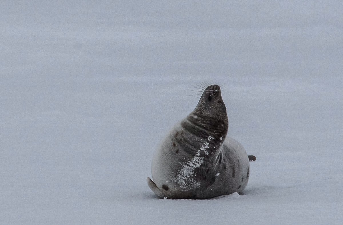 LisaFinneyPhoto's tweet photo. Stretch and yawn. #seal #naturelovers #wildlife #wildlifephotography #sealife #stretchandyawn https://t.co/jpAhWacFRU
