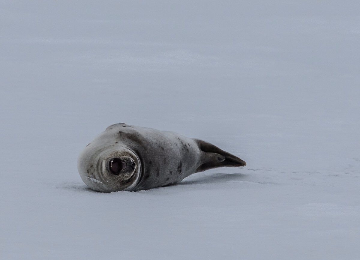 LisaFinneyPhoto's tweet photo. Stretch and yawn. #seal #naturelovers #wildlife #wildlifephotography #sealife #stretchandyawn https://t.co/jpAhWacFRU
