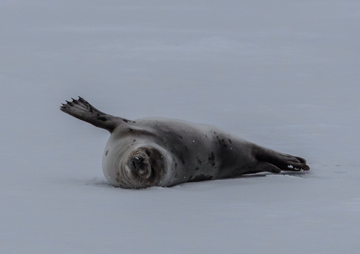LisaFinneyPhoto's tweet photo. Stretch and yawn. #seal #naturelovers #wildlife #wildlifephotography #sealife #stretchandyawn https://t.co/jpAhWacFRU