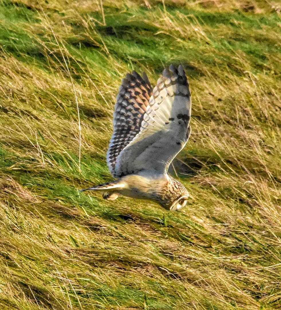Short Eared Owl,  hunting yesterday evening over the Marlborough Downs
