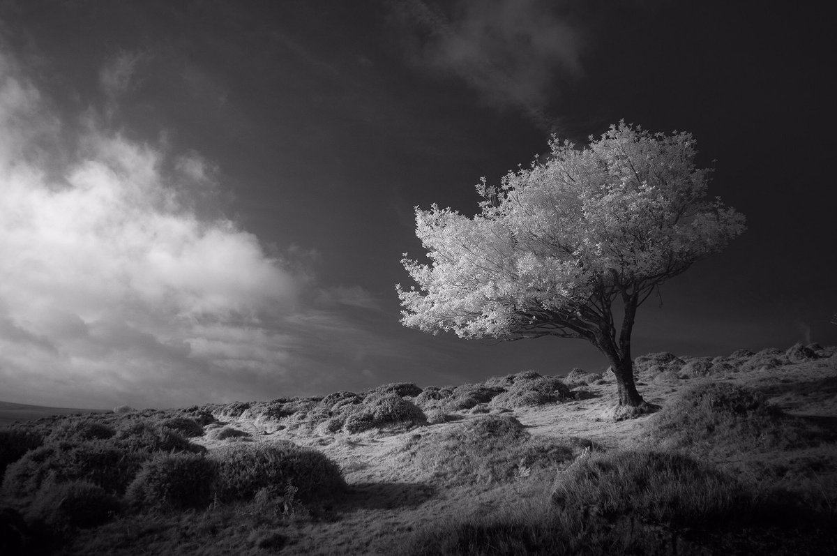 njburnell's tweet photo. Another Dartmoor tree shot in 850nm infrared https://t.co/1JjINPLc0z