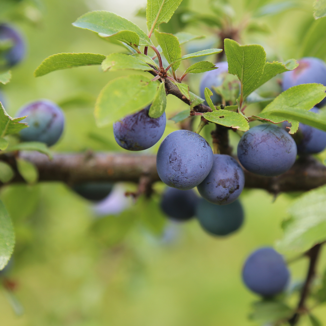 ManlyIndulgence's tweet photo. Succulent, lush, sensuous note of sweet plum ⏩Do you know which #ManlyIndulgence fragrance contains notes of plum 🤔? https://t.co/PZzpHkMQXu