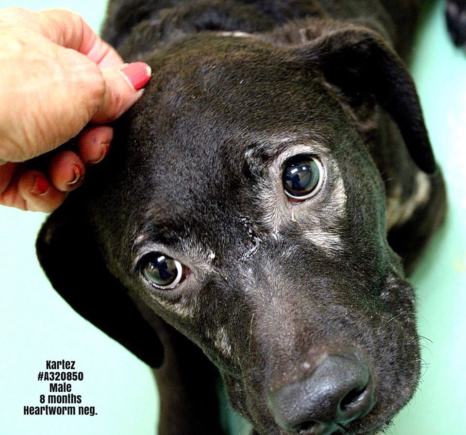 msMorgan1968's tweet photo. 🆘#TN #MEMPHIS🆘
🚨OWNER SURR WITH 12 OTHERS! 8mo #KARTEZ hw- A sweet little lad in very poor condition! Just a baby for heavens sake~what has he been through😭A black pup that’ll be ignored because of colour! Plz help him #RESCUE #PLEDGE #ADOPT #A320850 
https://t.co/2BinCkAYOR https://t.co/r8faPj1DZU