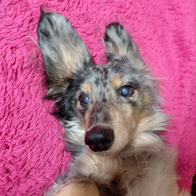 ジャーマンシェパードのtwitterイラスト検索結果