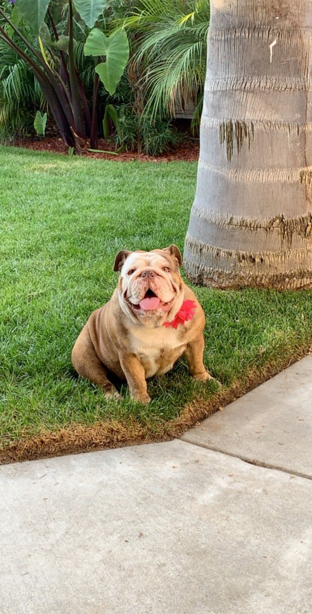 fernalsanders's tweet photo. @BaggyBulldogs Chocó Bella https://t.co/iaKfURSmFK