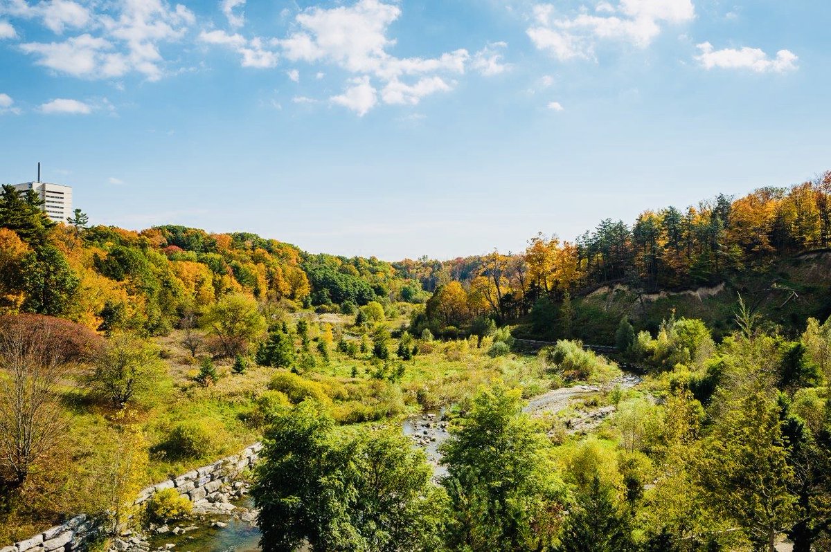 Photo of green, lush ravine