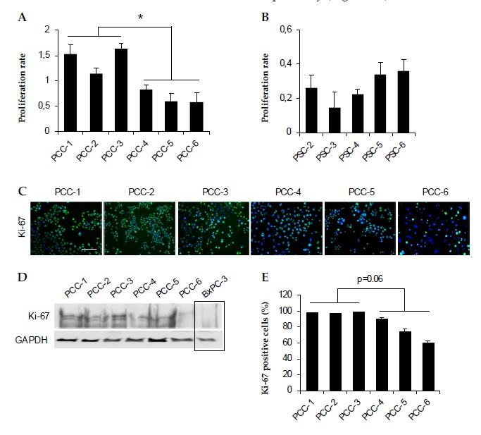 Cells_MDPI's tweet photo. #mdpicells New #publication 👉 Establishment and Characterization of Paired Primary Cultures of Human Pancreatic Cancer Cells and Stellate Cells Derived from the Same Tumor 
@MDPIOpenAccess #stem_cell #pancreatic_stem_cells
📌https://t.co/V28xfA475j https://t.co/2cH4SFNVhp