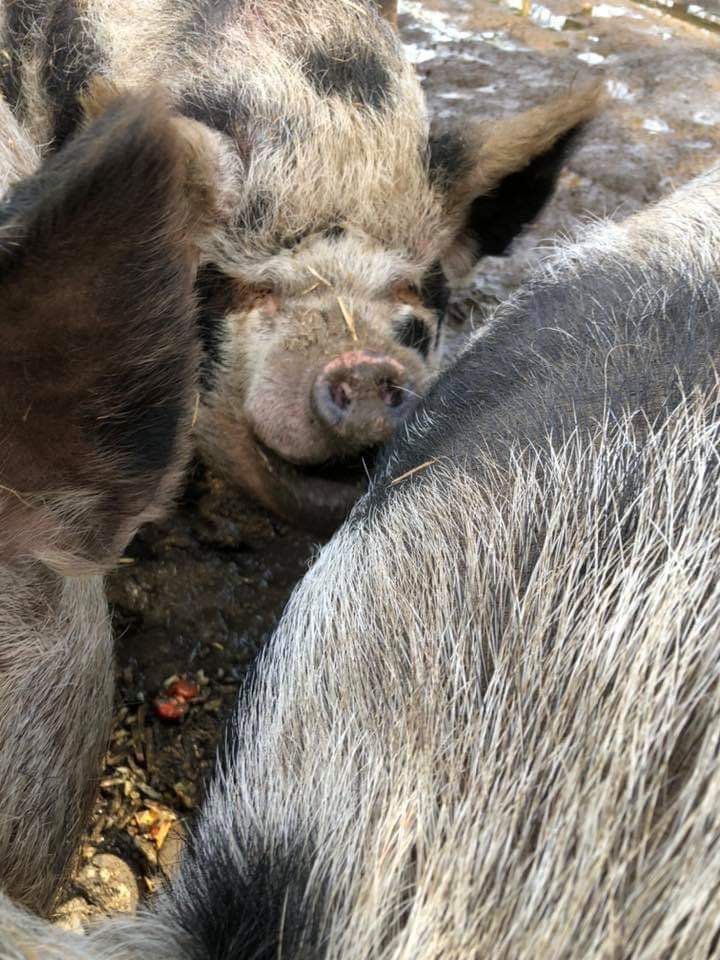 curlytailspigs's tweet photo. Our boy Jack in the scrum again today, so heartwarming to see xx

#curlytailspigsanctuary #pig #allboystogether #pigfun #pig #pun #thursdaymorning #ThursdayMotivation #thursdayvibes #love https://t.co/MUKW3uQRLb