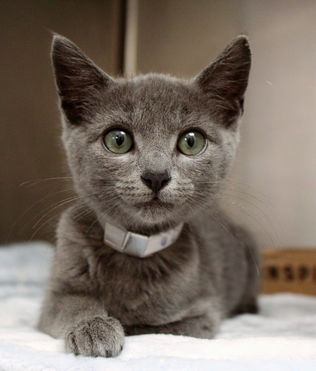 Cranberry has the sauce!

"Sauce is used to describe someone who has a style, confidence and attraction about them."-- and this guy has all of this and more! Cranberry loves to cuddle up and sleep with you at night. He will give you those little nose bo... bit.do/SPAS_Adopt