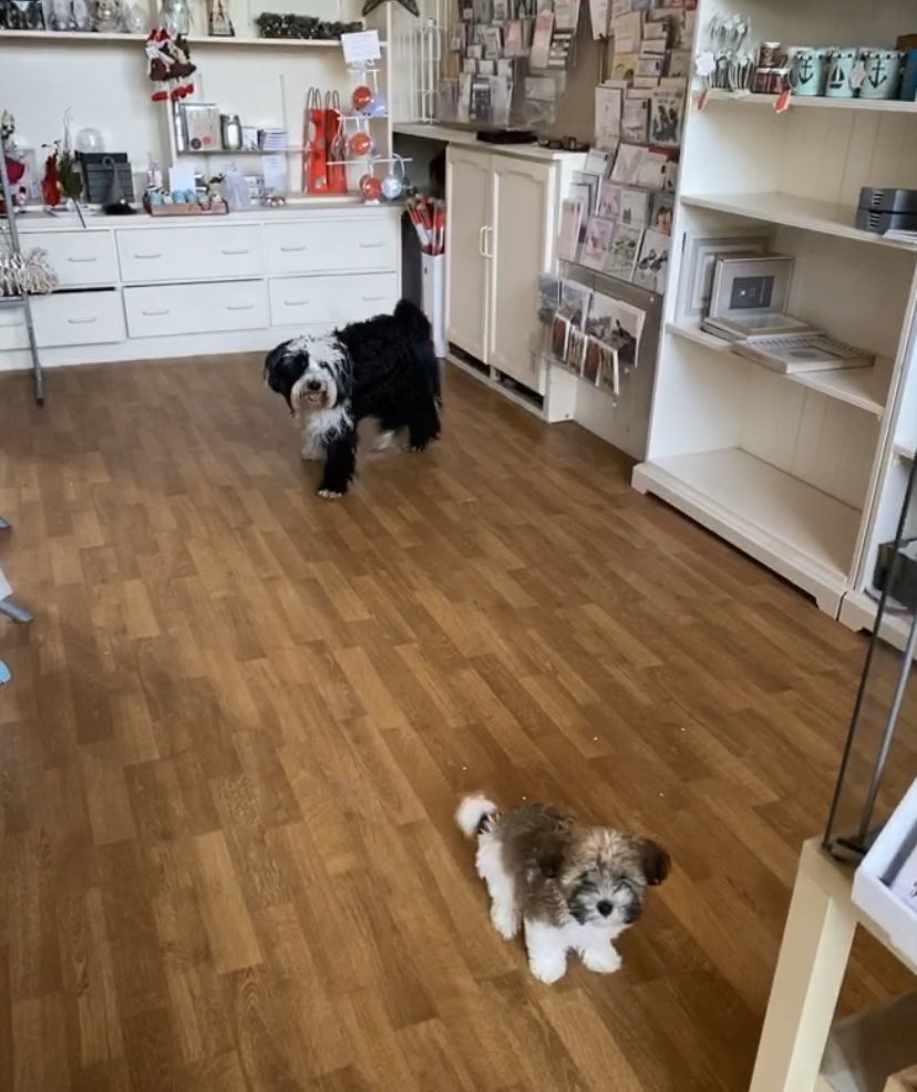 Maisie and Milly in their new home away from home. The Wee Gift Shop will be a dog friendly place and these little paws 🐾 will be there from time to time. Not for sale ❣️