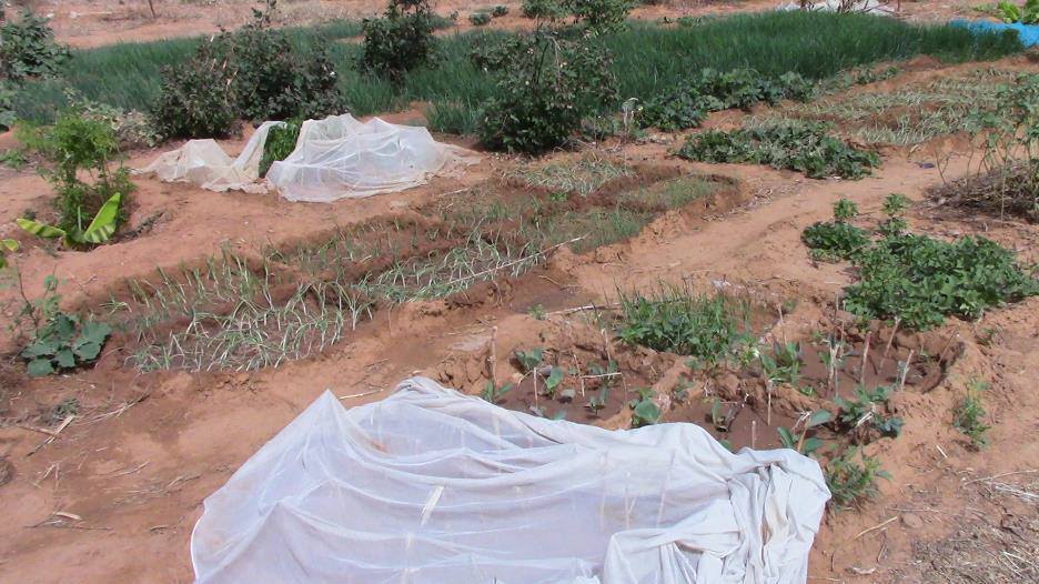 assoADESAF's tweet image. [Mali 🇲🇱] Le projet de développement local durable suit son cours à Iréli! Les femmes travaillent sur les parcelles maraichères où on constate déjà la culture de différentes plantes, légumes et fruits (bananes, aubergines, oignons, piment, etc.) 🌶🍆🍌
#Mali #maraîchage