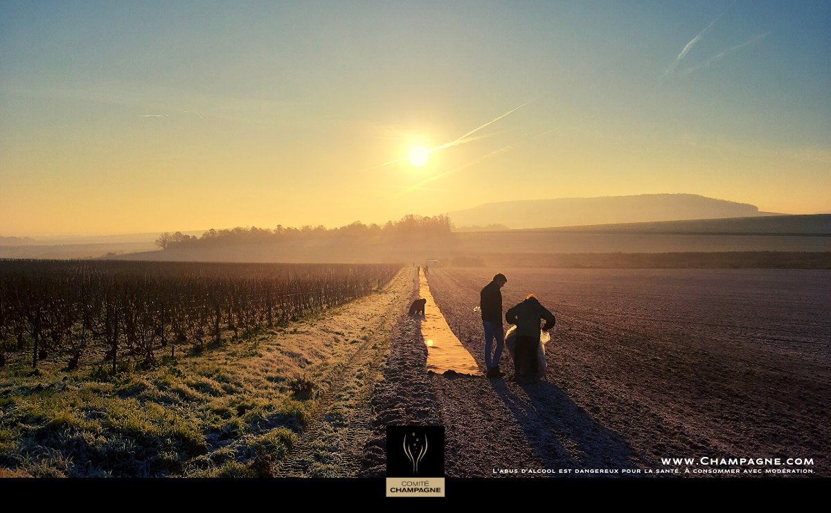 Champagne's tweet photo. En #Champagne, la biodiversité est au cœur des préoccupations. Par exemple : la plantation de haies arbustives favorise la #protection de la faune et de la flore tout en permettant de lutter contre l'érosion. En savoir + : https://t.co/BJnm0SDTBU https://t.co/f1pqiFD1VM