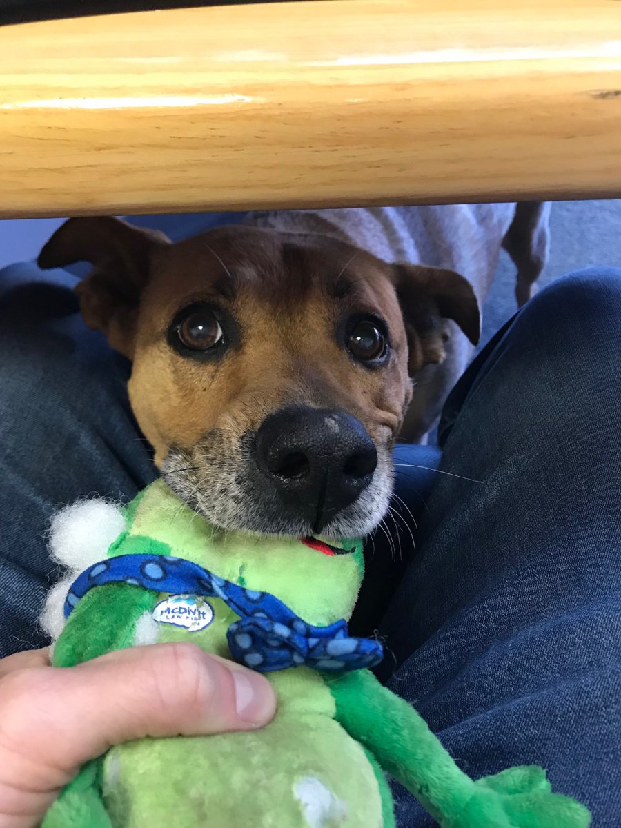 ER_Mktg's tweet photo. Did you know that having a pet around the office can lead to decreased levels of stress? Roxy likes to remind us that when you work hard, you get to play hard too!

#OfficeDog #Dogs #Pets #OfficeMascot #FurryFriend #CuteDogs #DogFriendly #DogLovers #Pup #OfficeDogLife #Happy https://t.co/DSrsSSztRf