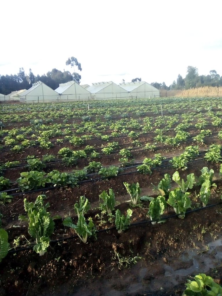 IrriHub's tweet image. Great progress from one of our clients at Ol Joro Orok

#Kasarani #KOTNightSpree #Mwiki #Youth4Land