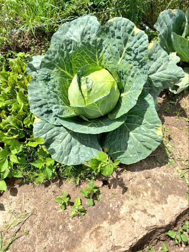 IrriHub's tweet image. Great progress from one of our clients at Ol Joro Orok

#Kasarani #KOTNightSpree #Mwiki #Youth4Land