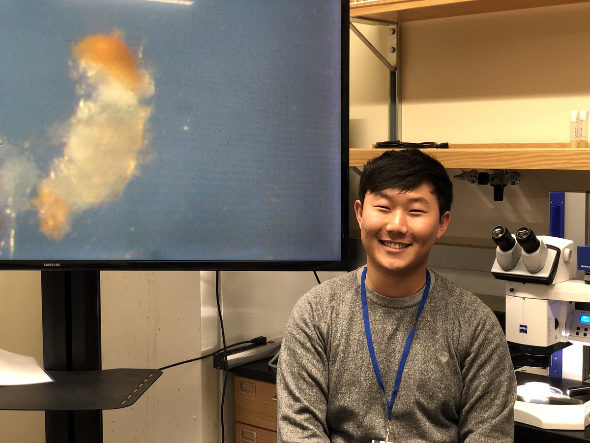 Brian Kim <a href="/BrianK_official/">Brian Kipchumba Official</a> is a dissecting prodigy. Averaging 7 brains / min with optic lobes intact. All hail the dissecting king <a href="/BrownUNeuro/">Brown Neuroscience</a> <a href="/MBLScience/">Marine Biological Laboratory (MBL)</a>